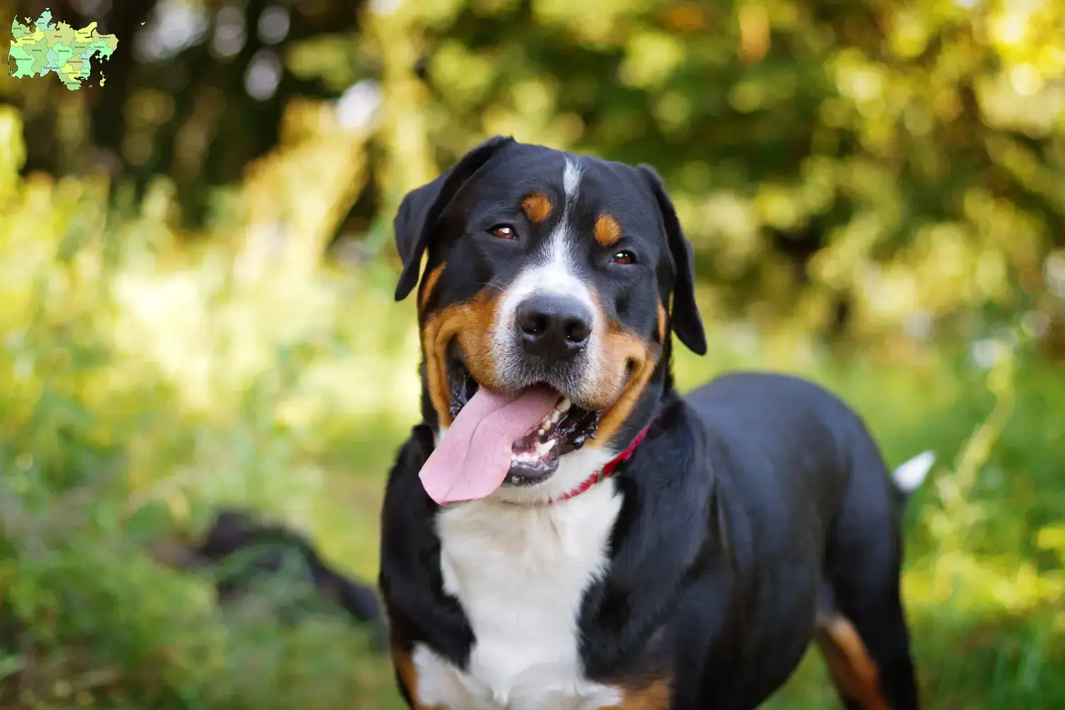 Großer Schweizer Sennenhund Welpen und Züchter Midtjylland Hier findest Du Große Schweizer Sennenhunde Züchter in Midtjylland.