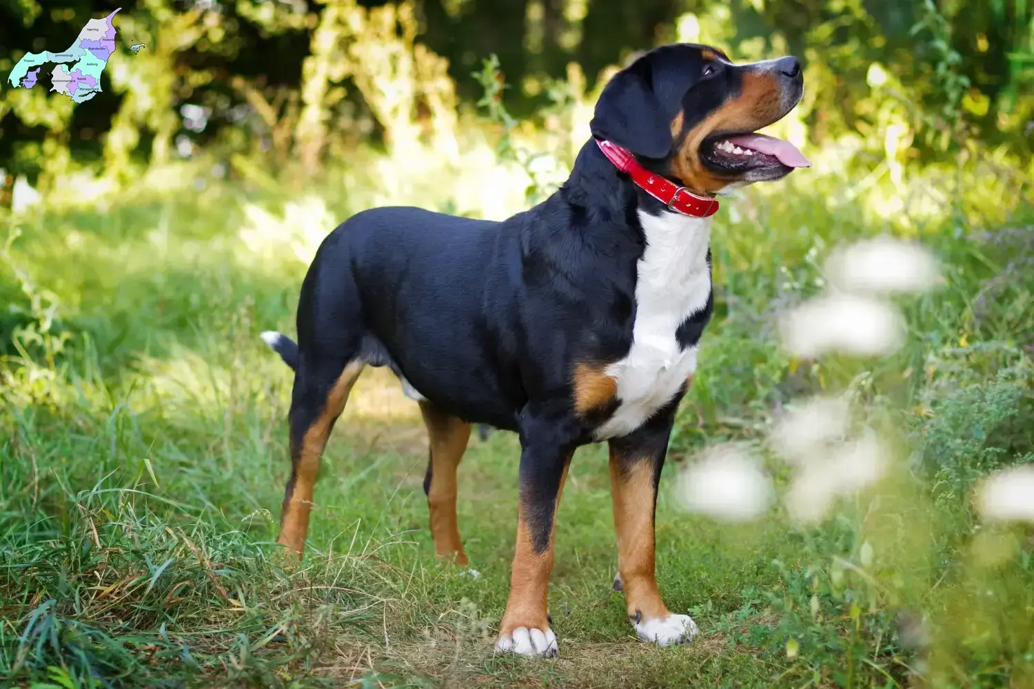 Großer Schweizer Sennenhund Welpen und Züchter Nordjylland Hier findest Du Große Schweizer Sennenhunde Züchter in Nordjylland.