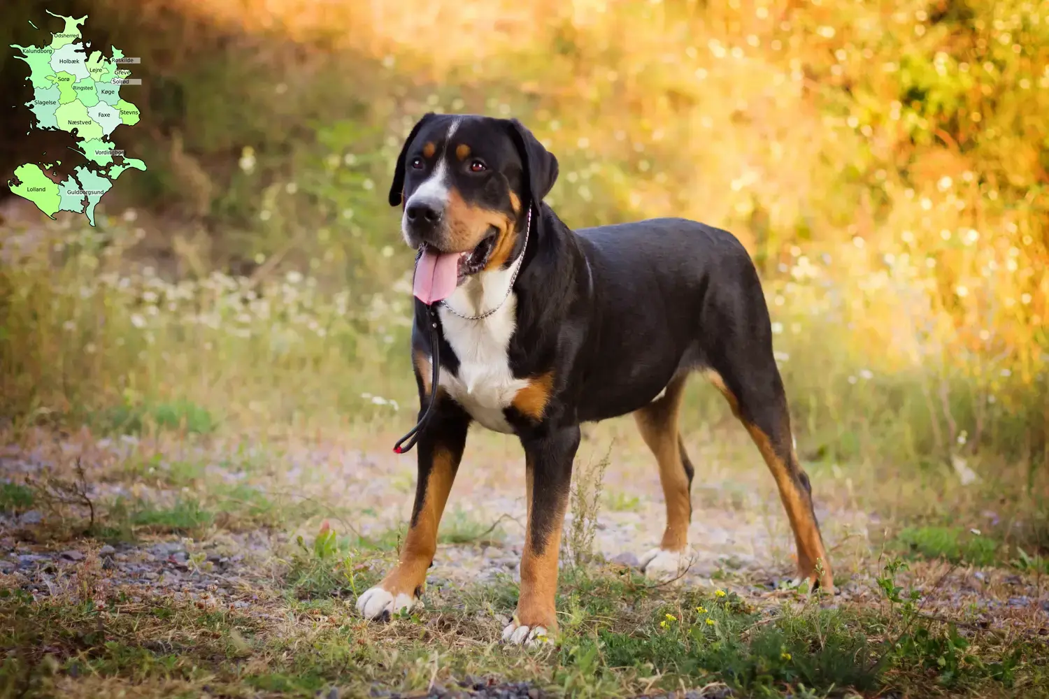 Großer Schweizer Sennenhund Welpen und Züchter Sjælland Hier findest Du Große Schweizer Sennenhunde Züchter in Sjælland.