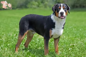 Mehr über den Artikel erfahren Großer Schweizer Sennenhund Züchter und Welpen in Syddanmark