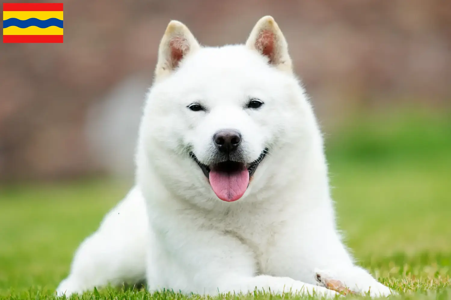 Hokkaido Welpen und Züchter Overijssel Hier findest Du Hokkaidos Züchter in Overijssel.