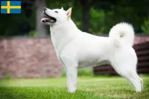 Mehr über den Artikel erfahren Hokkaido Züchter und Welpen in Schweden