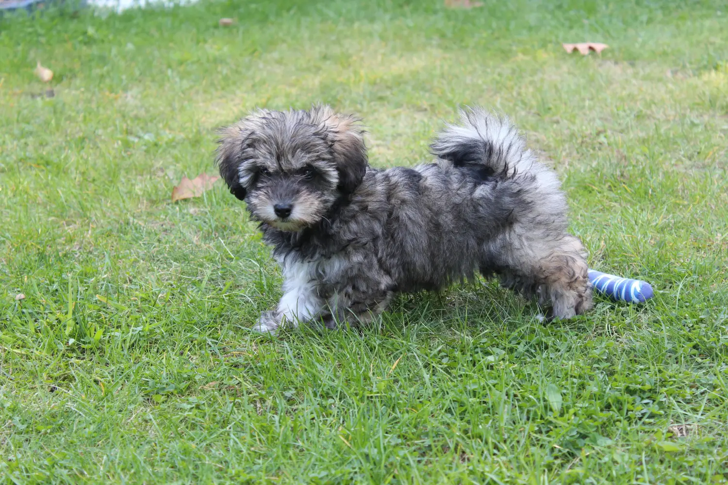 Einen Irish Glen of Imaal Terrier Welpen zu kaufen, bedeutet Verantwortung zu übernehmen! Irish Glen of Imaal Terrier Welpen kaufen.