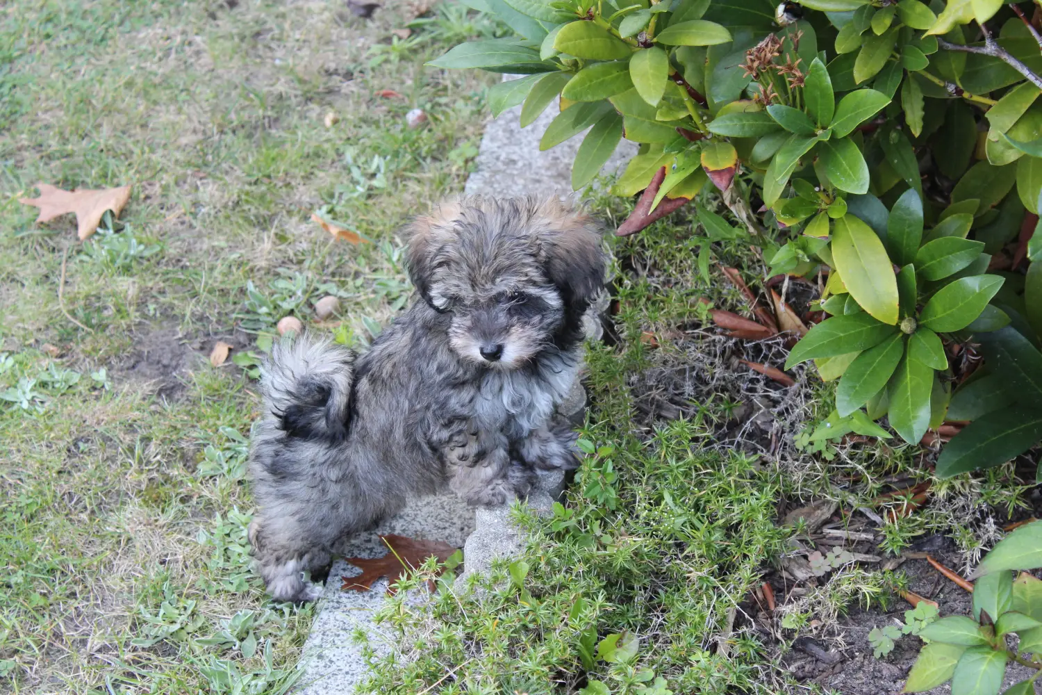 Einen Irish Glen of Imaal Terrier Welpen zu kaufen, bedeutet Verantwortung zu übernehmen! Irish Glen of Imaal Terrier Welpen kaufen.