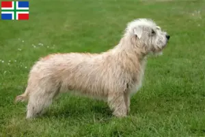 Mehr über den Artikel erfahren Irish Glen of Imaal Terrier Züchter und Welpen in Groningen