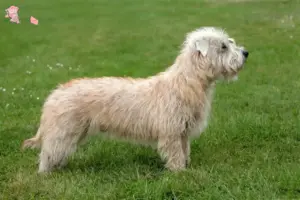 Mehr über den Artikel erfahren Irish Glen of Imaal Terrier Züchter und Welpen in Hovedstaden