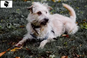 Mehr über den Artikel erfahren Irish Glen of Imaal Terrier Züchter und Welpen auf Korsika