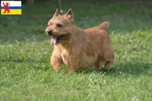 Mehr über den Artikel erfahren Irish Glen of Imaal Terrier Züchter und Welpen in Limburg