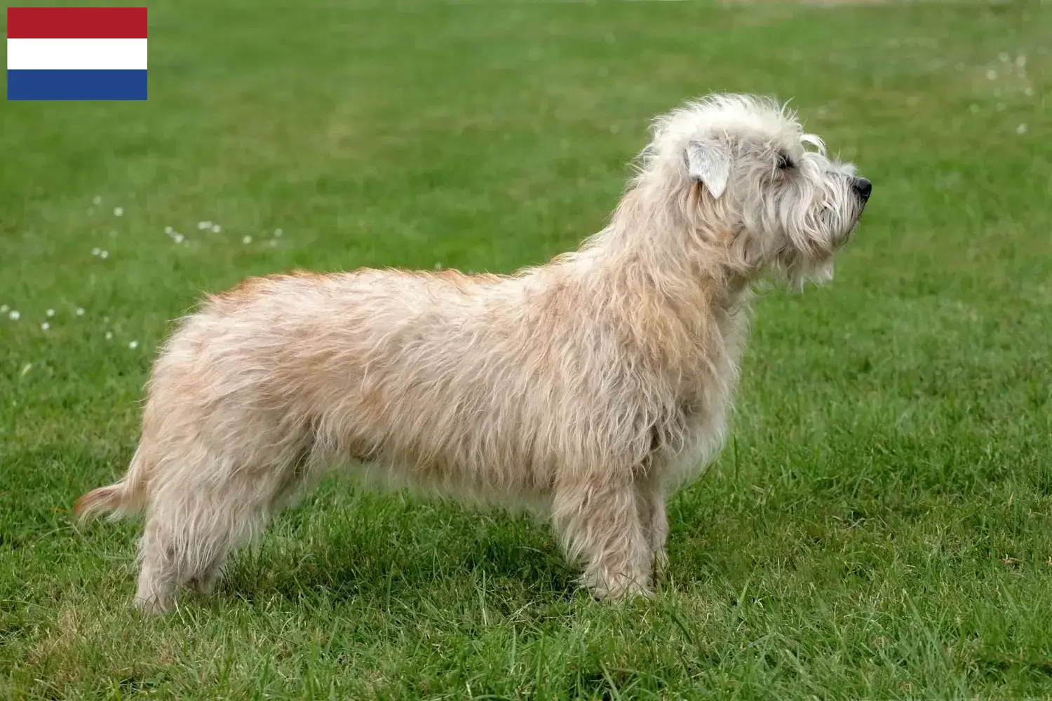 Irish Glen of Imaal Terrier Welpen und Züchter Niederlande Hier findest Du Irish Glen of Imaal Terrier Züchter in den Niederlanden.
