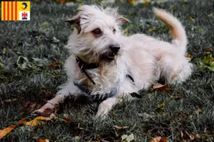 Mehr über den Artikel erfahren Irish Glen of Imaal Terrier Züchter und Welpen in der Provence-Alpes-Côte d’Azur