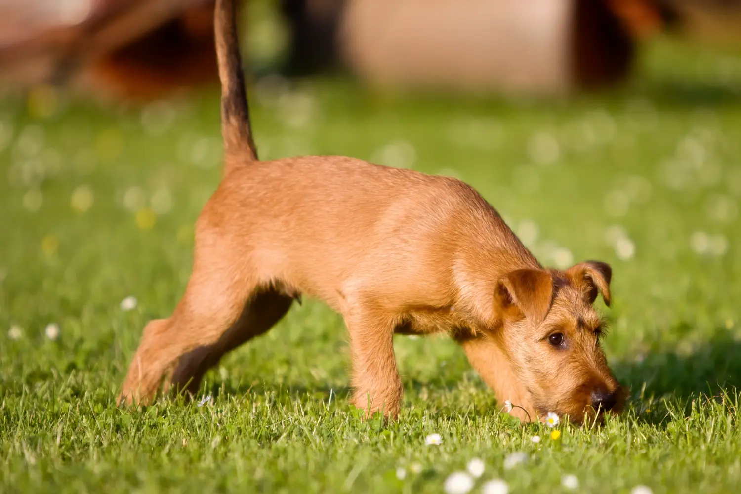 Einen Irish Terrier Welpen zu kaufen, bedeutet Verantwortung zu übernehmen! Irish Terrier Welpen kaufen.