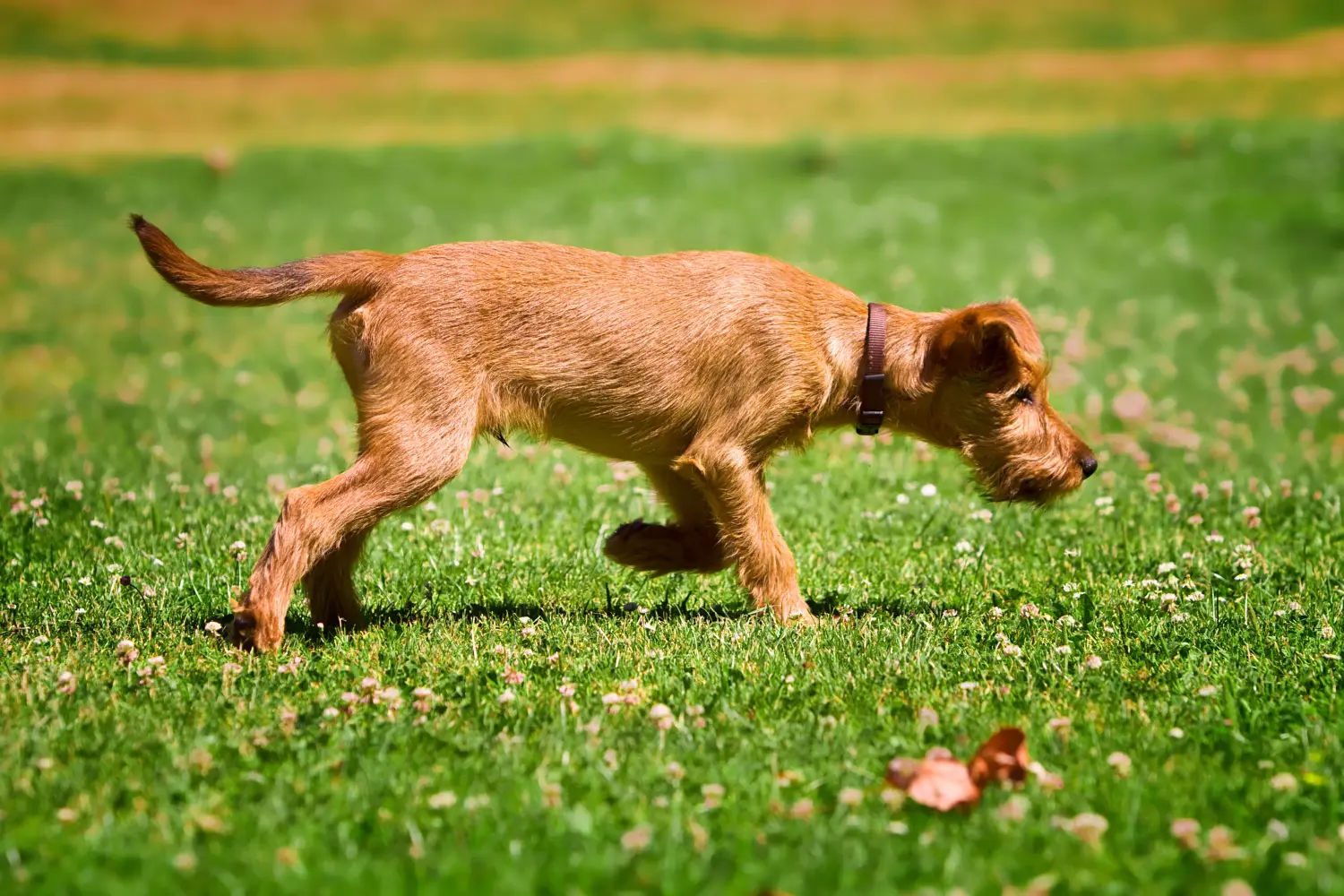 Einen Irish Terrier Welpen zu kaufen, bedeutet Verantwortung zu übernehmen! Irish Terrier Welpen kaufen.
