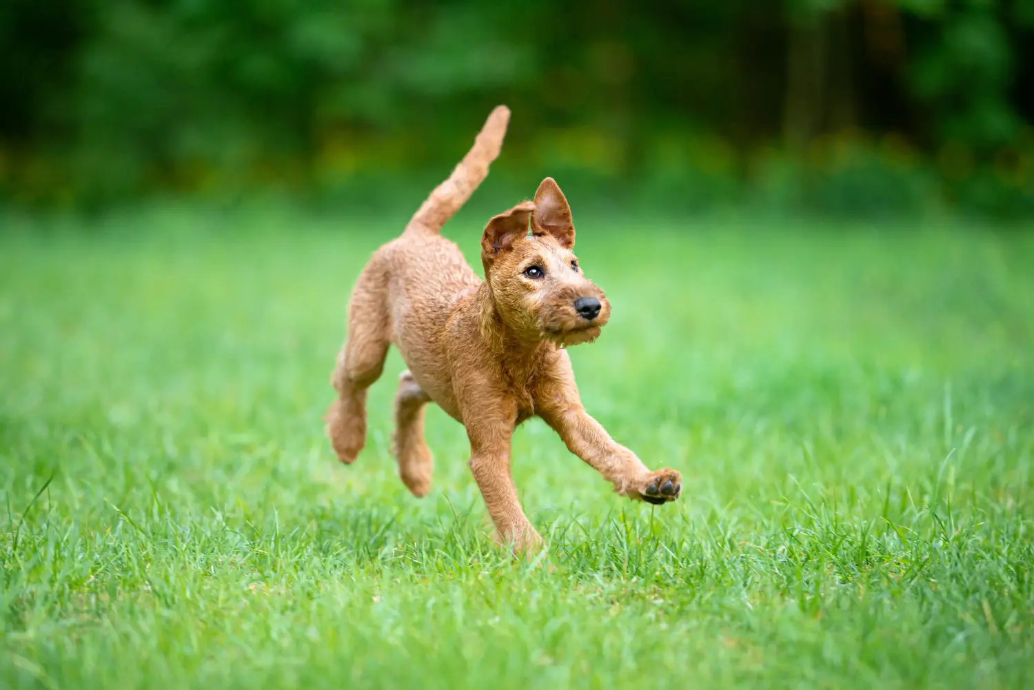 Einen Irish Terrier Welpen zu kaufen, bedeutet Verantwortung zu übernehmen! Irish Terrier Welpen kaufen.