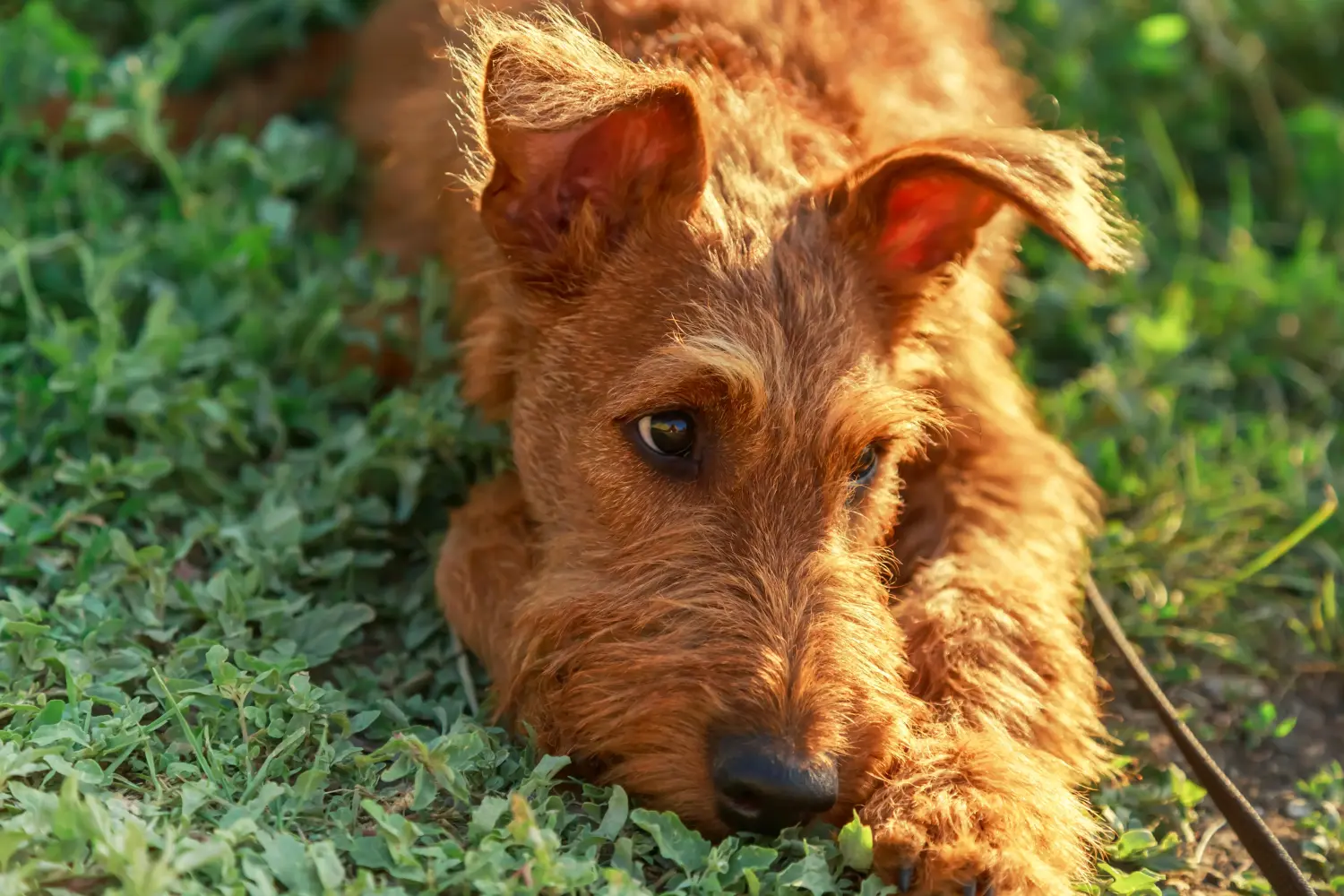Einen Irish Terrier Welpen zu kaufen, bedeutet Verantwortung zu übernehmen! Irish Terrier Welpen kaufen.