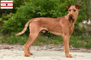 Mehr über den Artikel erfahren Irish Terrier Züchter und Welpen in Drenthe