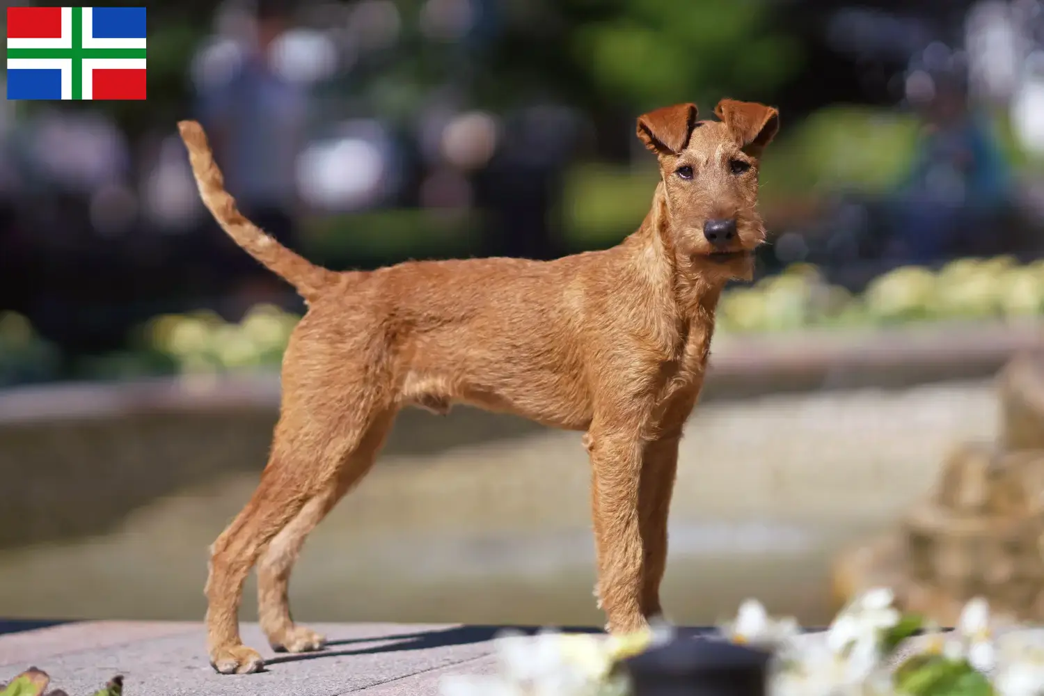 Irish Terrier Welpen und Züchter Groningen Hier findest Du Irish Terrier Züchter in Groningen.