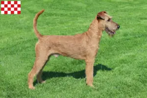 Mehr über den Artikel erfahren Irish Terrier Züchter und Welpen in Nordbrabant
