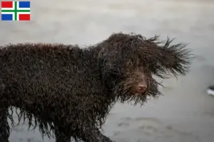 Mehr über den Artikel erfahren Irish Water Spaniel Züchter und Welpen in Groningen