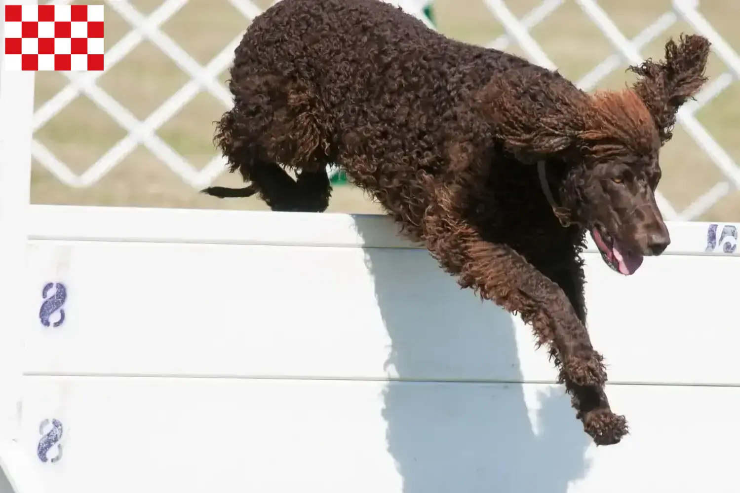 Irish Water Spaniel Welpen und Züchter Nordbrabant Hier findest Du Irish Water Spaniels Züchter in Nordbrabant.