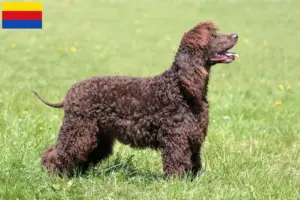 Mehr über den Artikel erfahren Irish Water Spaniel Züchter und Welpen in Nordholland