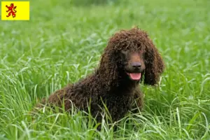 Mehr über den Artikel erfahren Irish Water Spaniel Züchter und Welpen in Südholland