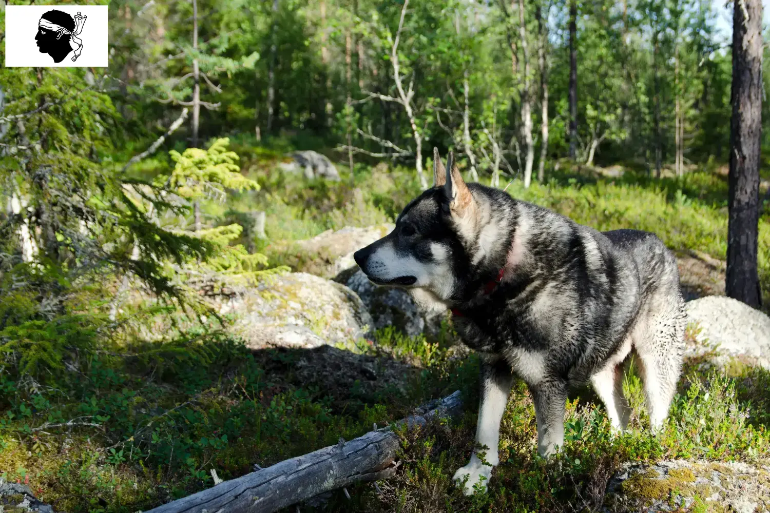 Jämthund Welpen und Züchter Korsika Hier findest Du Jämthunde Züchter auf Korsika.