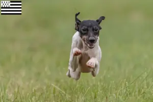 Mehr über den Artikel erfahren Japanischer Terrier Züchter und Welpen in der Bretagne