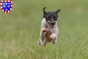 Mehr über den Artikel erfahren Japanischer Terrier Züchter und Welpen in Centre-Val de Loire