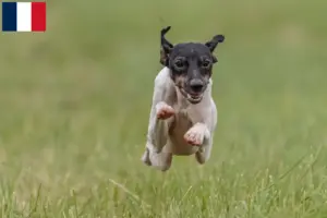 Mehr über den Artikel erfahren Japanischer Terrier Züchter und Welpen in Frankreich