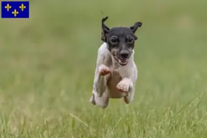 Mehr über den Artikel erfahren Japanischer Terrier Züchter und Welpen in Île-de-France