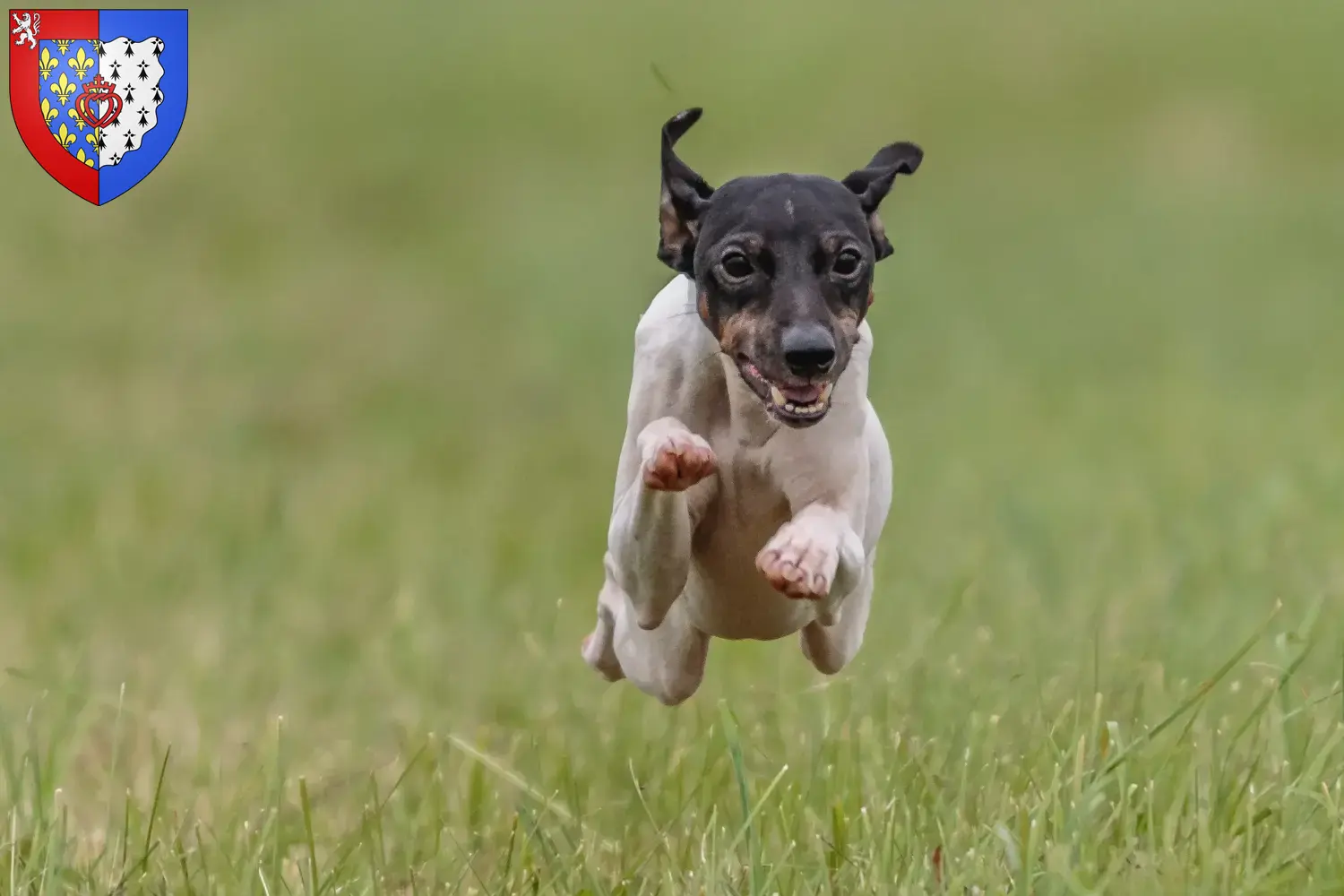 Japanischer Terrier Welpen und Züchter Pays de la Loire Hier findest Du Japanische Terrier Züchter in Pays de la Loire.