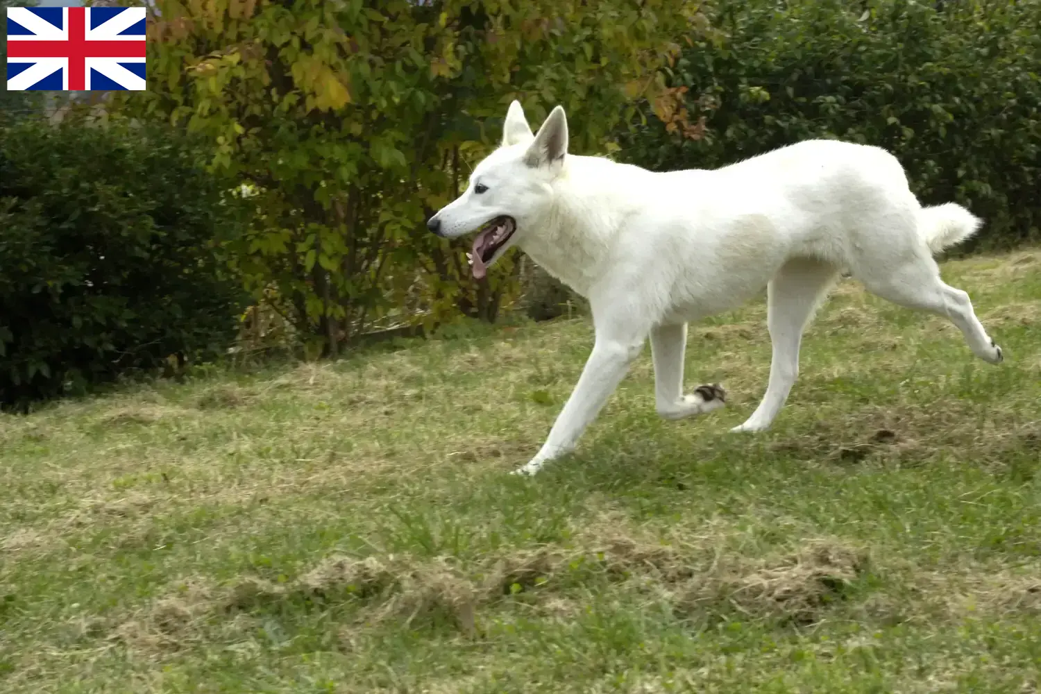 Kanaan-Hund Welpen und Züchter Großbritannien Hier findest Du Kanaan-Hunde Züchter in Großbritannien.