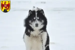 Mehr über den Artikel erfahren Kanadischer Eskimohund Züchter und Welpen im Burgenland
