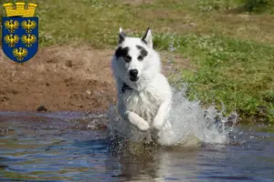 Mehr über den Artikel erfahren Kanadischer Eskimohund Züchter und Welpen in Niederösterreich