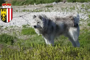 Mehr über den Artikel erfahren Kanadischer Eskimohund Züchter und Welpen in Oberösterreich