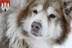 Mehr über den Artikel erfahren Kanadischer Eskimohund Züchter und Welpen in Salzburg
