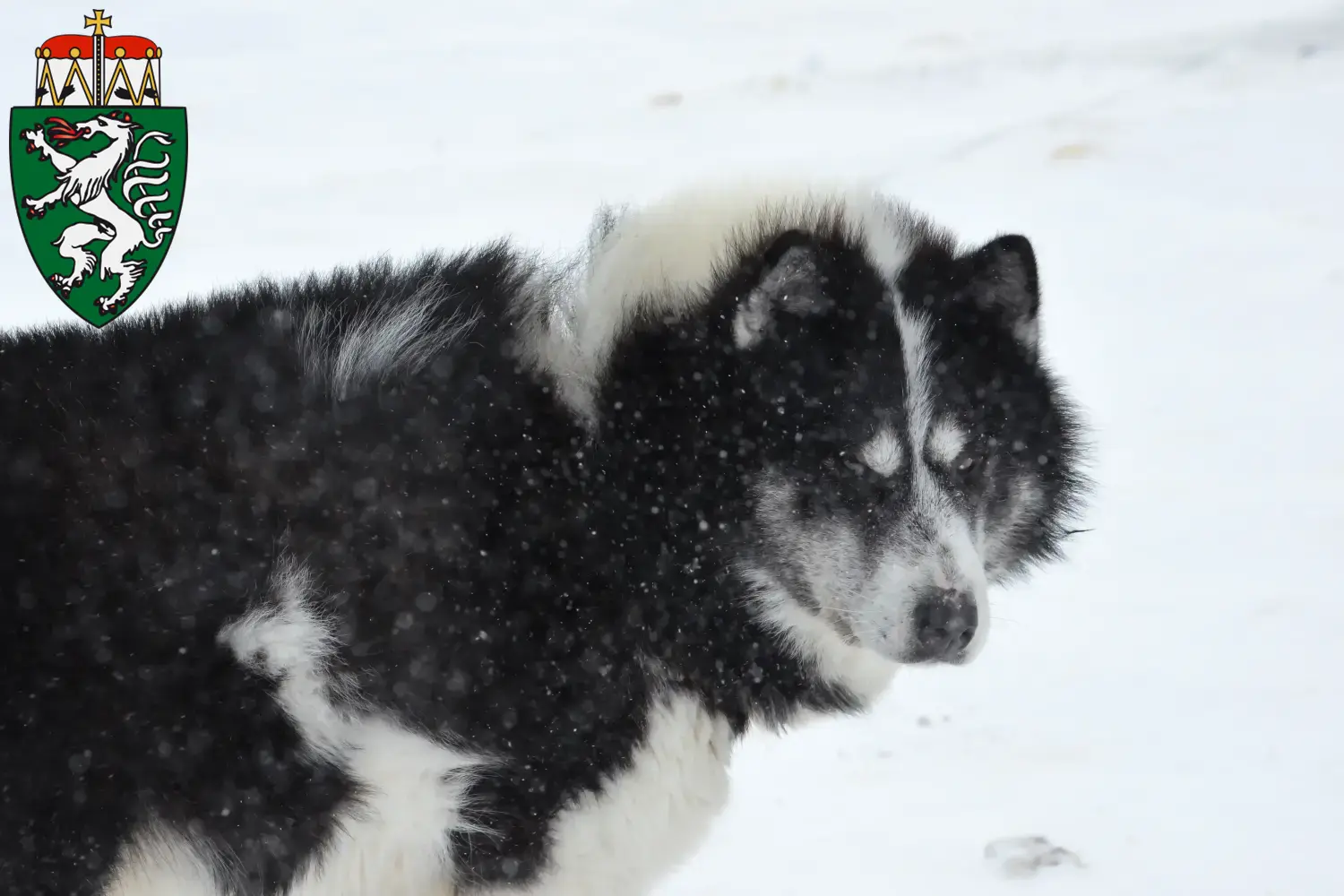 Kanadischer Eskimohund Welpen und Züchter Steiermark Hier findest Du Kanadische Eskimohunde Züchter in der Steiermark.