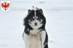 Mehr über den Artikel erfahren Kanadischer Eskimohund Züchter und Welpen in Tirol