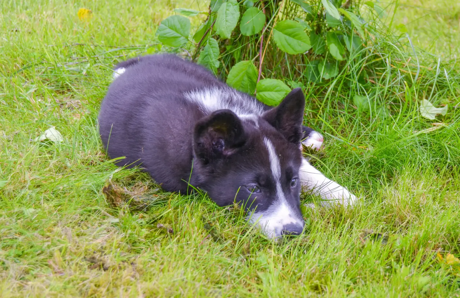Einen Karelischen Bärenhund Welpen zu kaufen, bedeutet Verantwortung zu übernehmen! Karelischer Bärenhund Welpen kaufen.