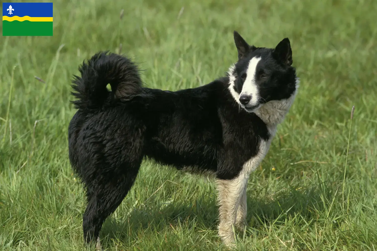 Karelischer Bärenhund Welpen und Züchter Flevoland Hier findest Du Karelische Bärenhunde Züchter in Flevoland.