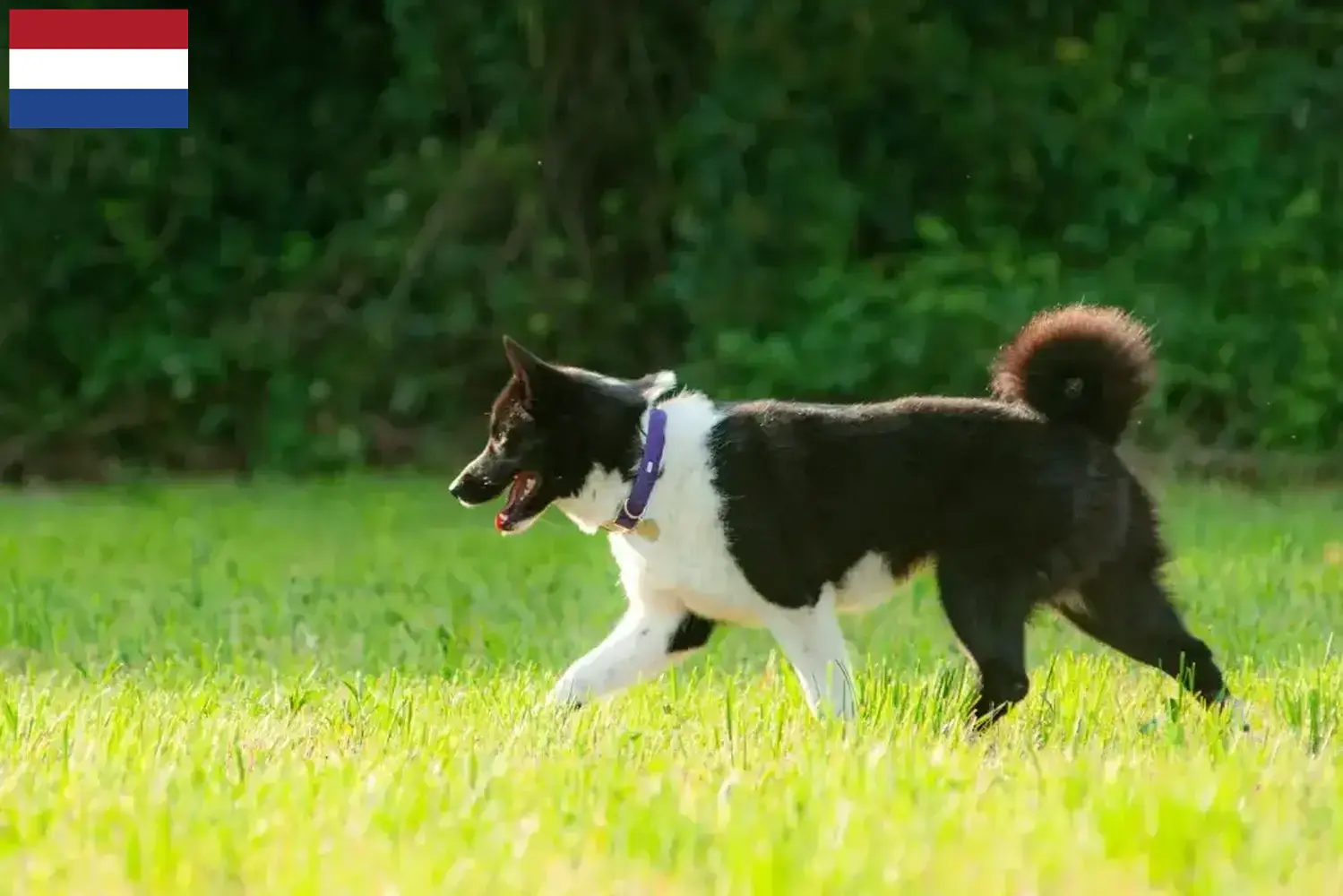 Karelischer Bärenhund Welpen und Züchter Niederlande Hier findest Du Karelische Bärenhunde Züchter in den Niederlanden.