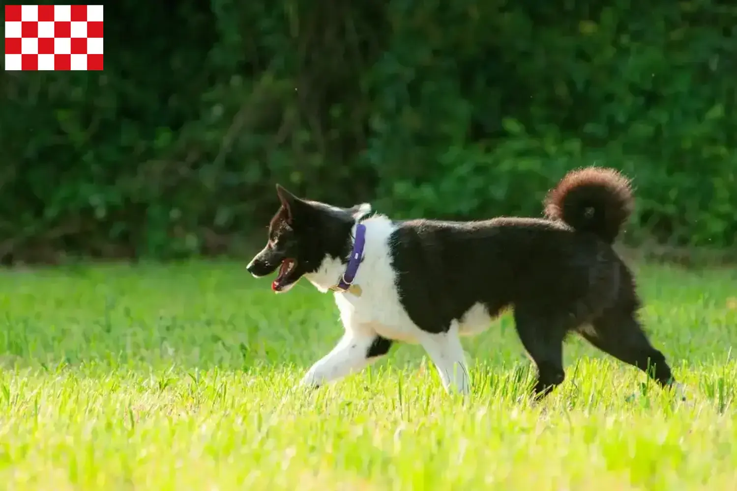 Karelischer Bärenhund Welpen und Züchter Nordbrabant Hier findest Du Karelische Bärenhunde Züchter in Nordbrabant.