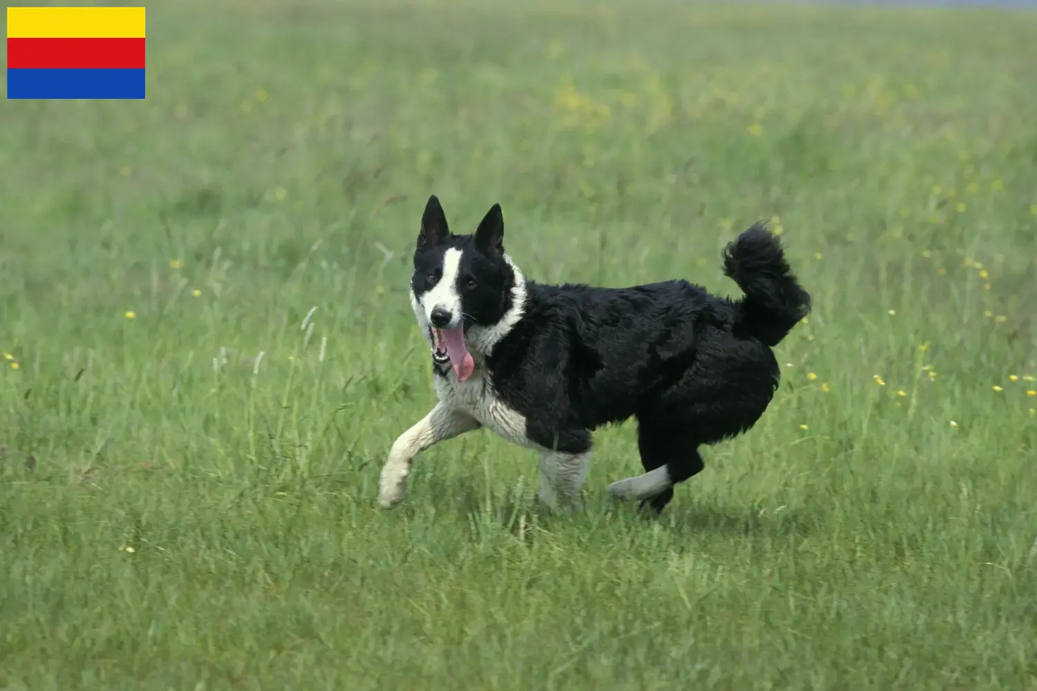 Karelischer Bärenhund Welpen und Züchter Nordholland Hier findest Du Karelische Bärenhunde Züchter in Nordholland.