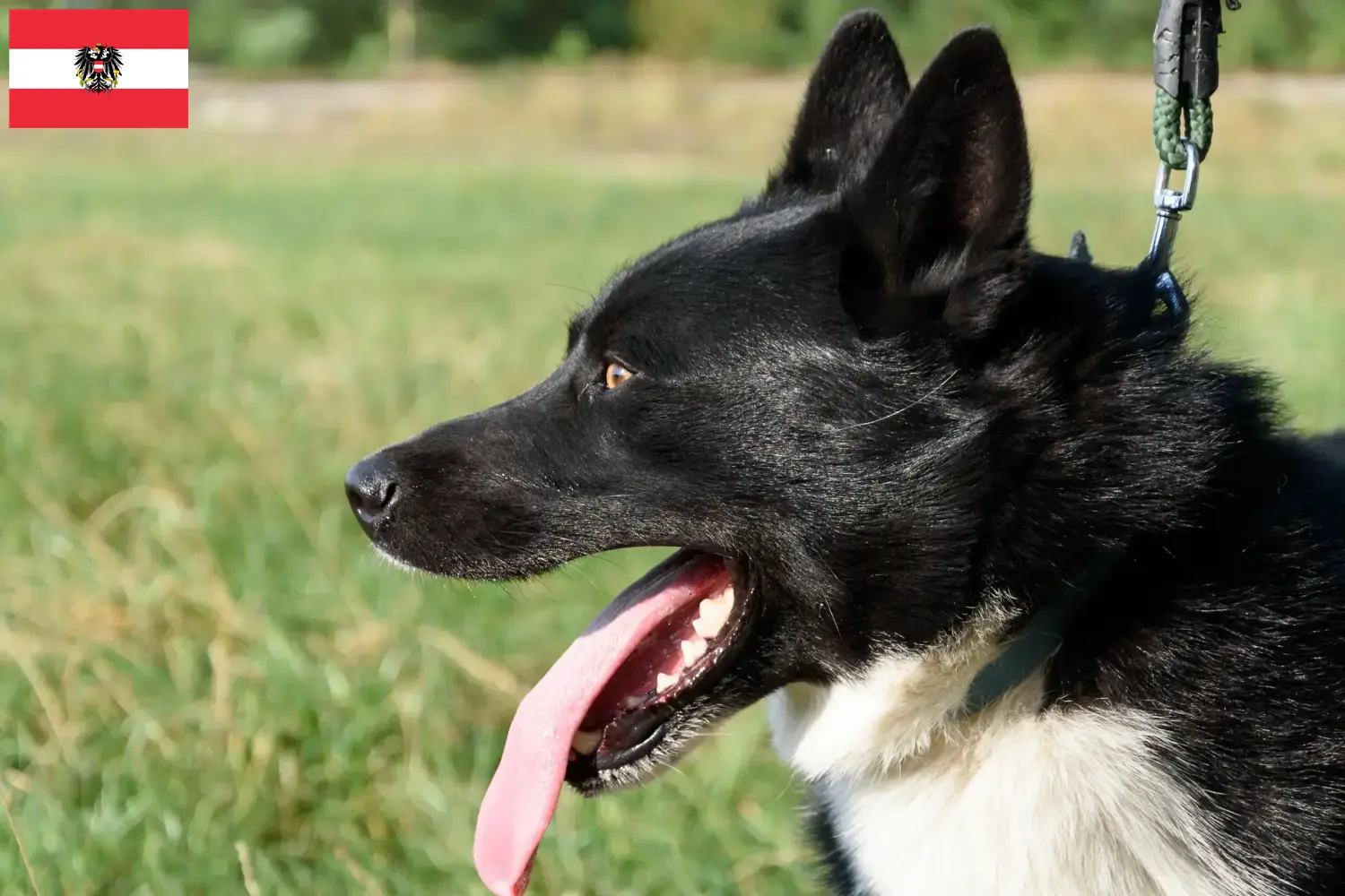 Karelischer Bärenhund Welpen und Züchter Österreich Hier findest Du Karelische Bärenhunde Züchter in Österreich.