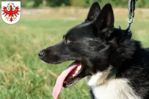 Mehr über den Artikel erfahren Karelischer Bärenhund Züchter und Welpen in Tirol