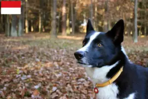 Mehr über den Artikel erfahren Karelischer Bärenhund Züchter und Welpen in Wien