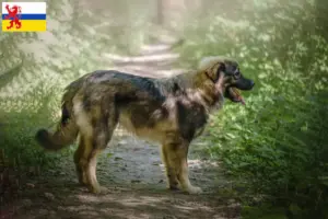 Mehr über den Artikel erfahren Karst-Schäferhund Züchter und Welpen in Limburg
