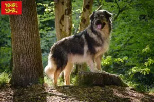 Mehr über den Artikel erfahren Karst-Schäferhund Züchter und Welpen in der Normandie