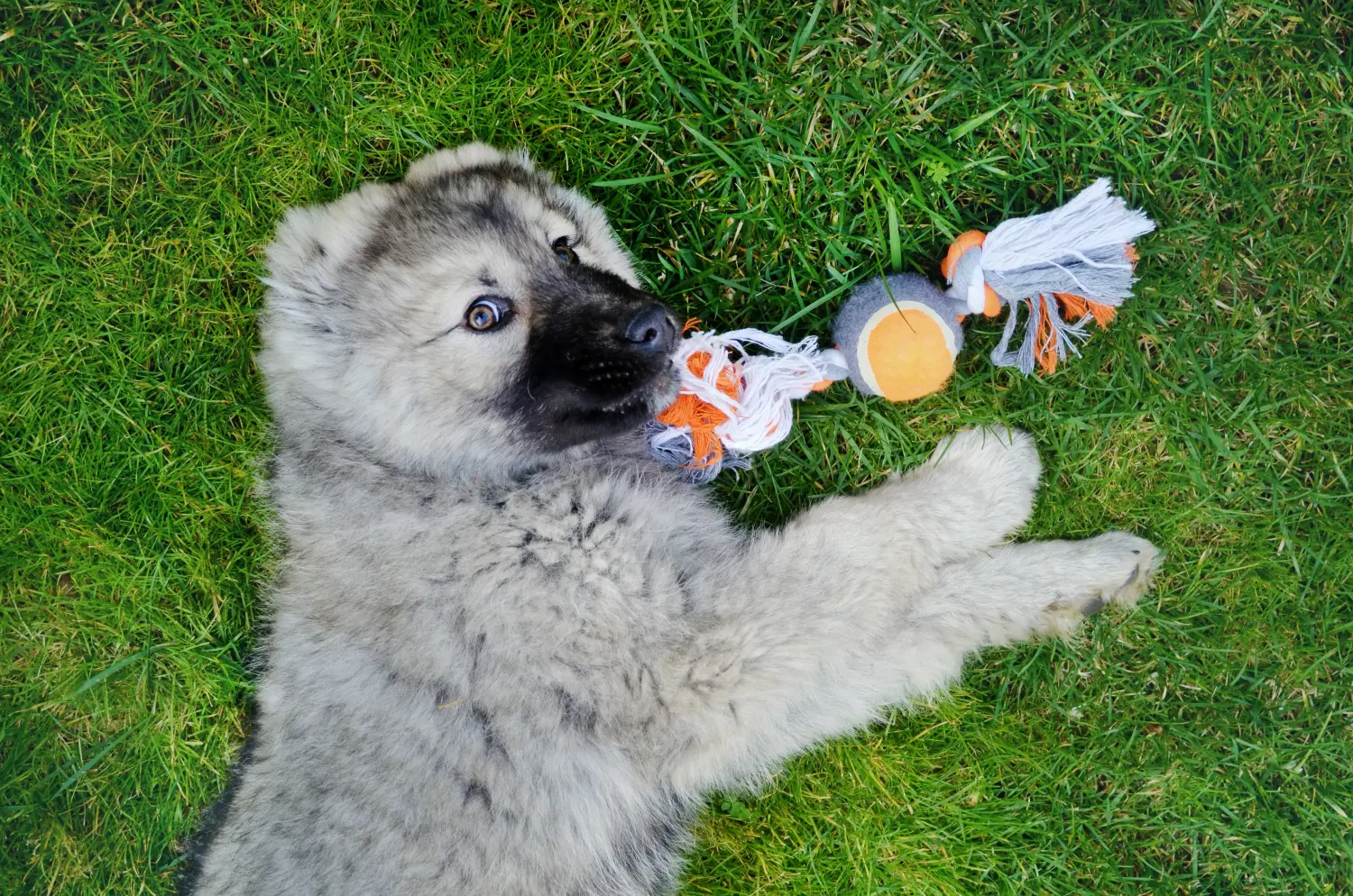 Einen Kaukasischen Schäferhund Welpen zu kaufen, bedeutet Verantwortung zu übernehmen! Kaukasischer Schäferhund Welpen kaufen.