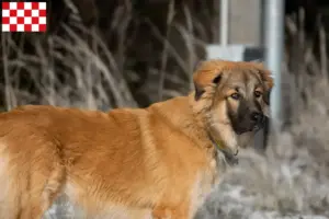 Mehr über den Artikel erfahren Kaukasischer Schäferhund Züchter und Welpen in Nordbrabant